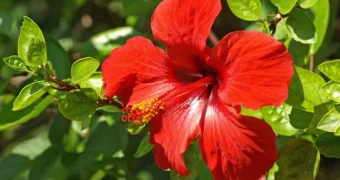 Вместо меда с лимоном: диетолог назвала самый полезный для сосудов чай