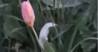 Тюльпаны на Бузачах