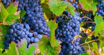 Названа самая вредная ягода