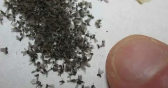 Жители Актау жалуются на нашествие мошек и клещей: проведут ли власти дезинсекцию