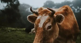 Быка, удирающего от полиции, сняли на видео в Астане