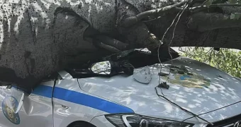 Дерево рухнуло на патрульную машину в Алматы. ВИДЕО