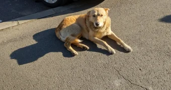 Депутат переехал собаку на глазах у людей в Акмолинской области - СМИ