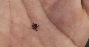 Ученые определили, какую группу крови больше всего любят клещи