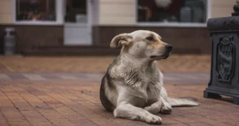 Зоозащитники приглашают жителей Актау на субботник