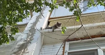 В Актау спасли котенка, просидевшего три дня на плите перекрытия