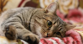 А ваша кошка — долгожитель? Учёные выяснили, какие породы живут дольше всех