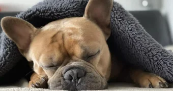 В Казахстане вводят налог на собак? В Минэкономики прокомментировали информацию