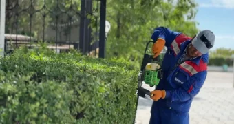 Сколько деревьев насчитывается в Актау