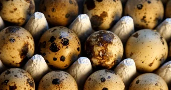 Нелегальную партию перепелиных яиц пытались ввезти из Китая в Казахстан