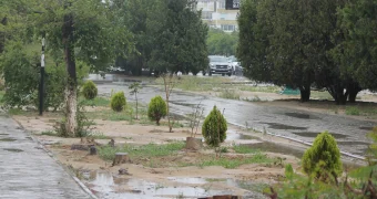 «Акимам чужда зелень»: в Актау вдоль проспекта Нурсултана Назарбаева вырубили деревья