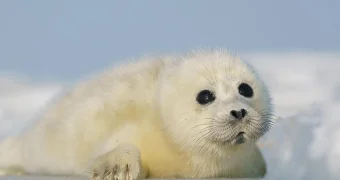 Резерват для тюленей планируют создать в акватории Каспия в Мангистауской и Атырауской областях