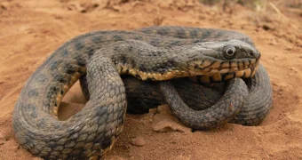 Стоит ли бояться? Эксперт рассказал о повстречавшейся любителям-грибникам змее в степи Мангистау