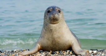 В Мангистау начнут тщательнее следить за средой обитания тюленей