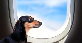 Из багажа - в пассажиры: авиакомпания для собак появилась в США