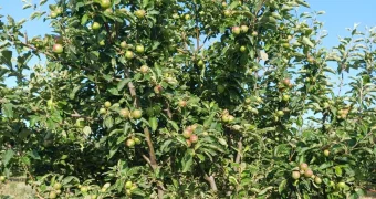 Яблоневый сад посреди степи создала семья из Мангистау