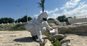 В Актау начали уничтожать грызунов