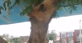 Изюминка Мангистау: верблюды встречают гостей прямо у железнодорожного вокзала