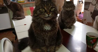 Помоги пушистым: котодом просит жителей Актау принять участие в воскреснике