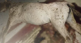 В Жанаозене семья с грудным ребенком пострадала в ДТП из-за лошади