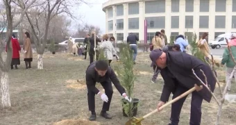 «Боль и безнадега»: в Актау высаженные три месяца назад деревья погибли