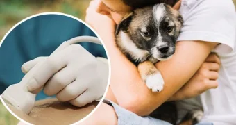 В Мангистау двое детей заболели эхинококкозом