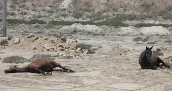 Чрезвычайная пожарная опасность ожидается в Актау 15 июля