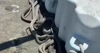 Змеиное гнездо запечатлели очевидцы у берега Каспия в Мангистау