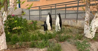 В Актау коллектив ясли-сада высадил во дворе учреждения 135 цветов