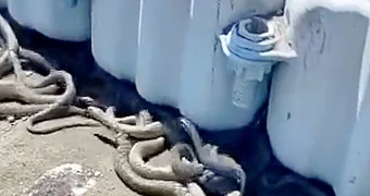 Видео с внушительным количеством змей обсуждают в Сети жители Мангистау