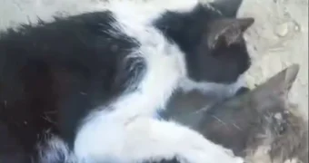 В Актау пропадают кошки: что ответили в компании по отлову