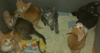 Устали от подкидышей: жители высотки просят помощи в Актау