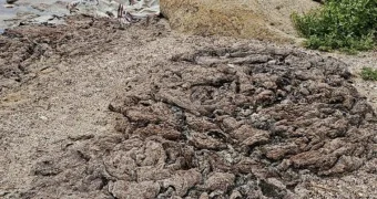 Гниющее зловоние у моря: жители Актау недовольны уборкой побережья