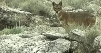 Красного волка или шакала засняли на видео в Мангистау - мнения экспертов