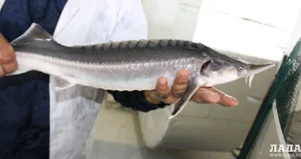 Осетровый конфискат для избранных: чиновники акиматов Тупкараганского и Каракиянского районов оштрафованы