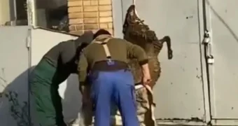 Тушу барана разделали на территории театра в Петропавловске