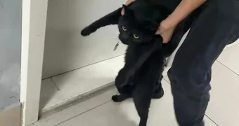 Нашелся кот, потерявшийся 21 августа у пассажирки в аэропорту Алматы