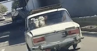Коровы на заднем сидении авто удивили жителей Семея. ВИДЕО