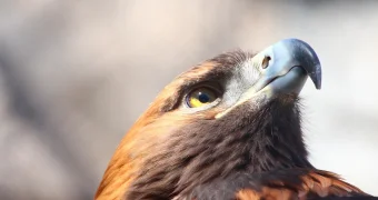 В Караганде дикий беркут охотился на кур (видео)