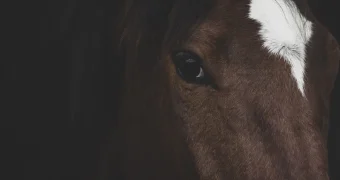 Водитель авто взыскала с хозяйки лошади почти 8 млн тенге за ущерб, полученный в ДТП