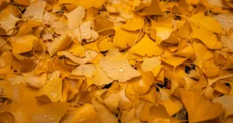 Названы регионы Казахстана, которые 9 октября зальют сильные дожди