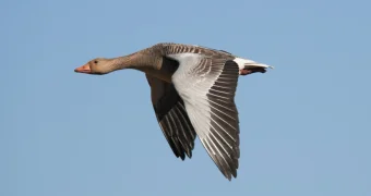 Гусь пробил лобовое стекло самолета и поранил пилота в Канаде