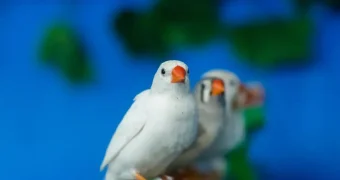 В трудные времена трудно всем: ученые выяснили, что стресс заразен