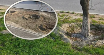 Жители Актау возмущены уничтожением зеленой травы вдоль дорог