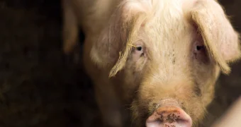 Индийский актер в роли демона привел свинью на сцену, и начал ее резать и есть