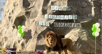 Лев Симба из Мангистау поселился в бакинском зоопарке