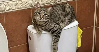 В Подмосковье умного кота, смывающего воду в унитазе, продают за 200 млн рублей