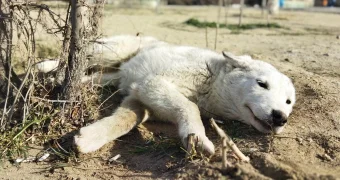 Клич о сборе помощи животным бросили зоозащитники в Актау