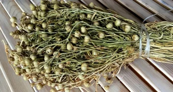 Лишение свободы до 20 лет: жителям Мангистау напомнили о запрете ввоза растения адыраспан в Россию