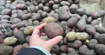 В регионах Казахстана взлетела цена на картофель